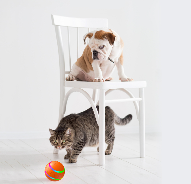 Cat playing with PawJoy ChaseBuddy smart toy