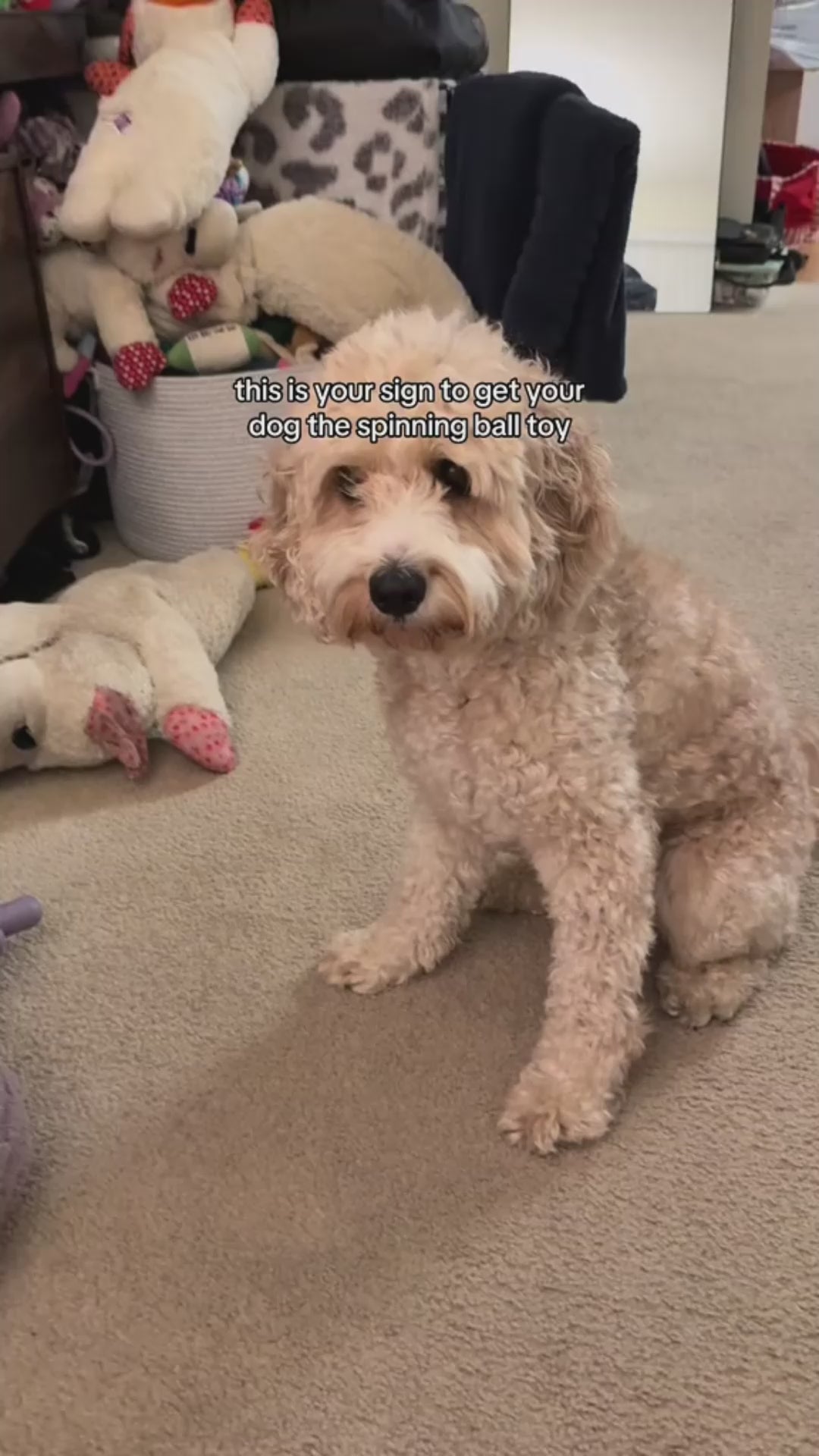ChaseBuddy™ Smart Pet Ball — Remote Control + Auto-Rolling Modes